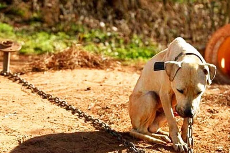 Com foco em casos de crueldade contra cães, gatos e demais animais, a unidade tem sido fundamental para aprofundar as investigações e reprimir tais crimes.