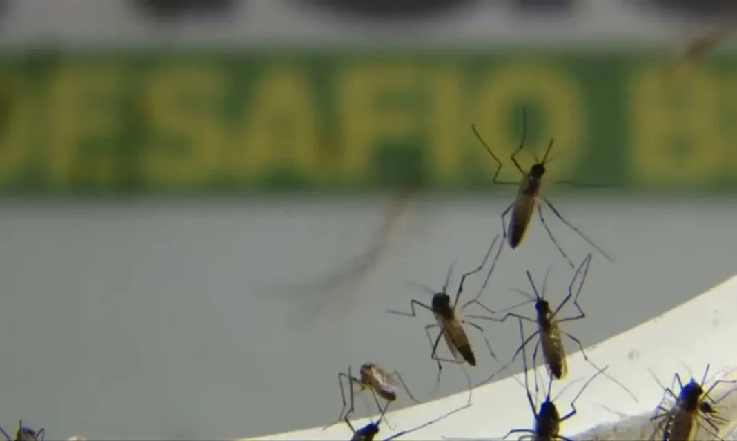 Saiba o que é mito e o que é verdade sobre a dengue