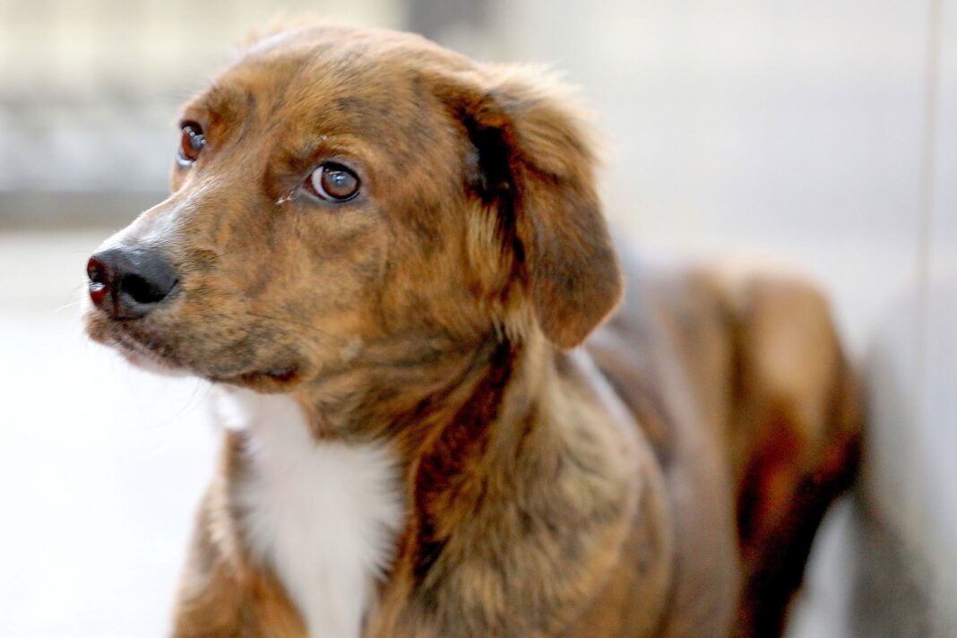 HVEP oferece atendimentos virtuais para tutores de cães e gatos